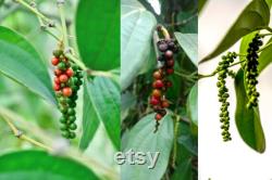 White Pepper Plant Organic Seeds, 25 Count White Colored Black Pepper Plant Seed, Black Pepper Plant for Pot and Garden, Non-GMO-Heirloom