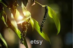 White Pepper Plant Organic Seeds, 25 Count White Colored Black Pepper Plant Seed, Black Pepper Plant for Pot and Garden, Non-GMO-Heirloom