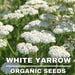 White Yarrow Heirloom Herb Seeds, 50 Count Organic White Yarrow Seeds, Medicinal Herb, Open Pollinated, Non-gmo (achillea Millefolium)