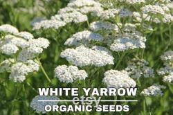 White Yarrow Heirloom Herb Seeds, 50 Count Organic White Yarrow Seeds, Medicinal Herb, Open Pollinated, Non-GMO (Achillea millefolium)