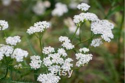 White Yarrow Heirloom Herb Seeds, 50 Count Organic White Yarrow Seeds, Medicinal Herb, Open Pollinated, Non-GMO (Achillea millefolium)