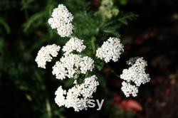 White Yarrow Heirloom Herb Seeds, 50 Count Organic White Yarrow Seeds, Medicinal Herb, Open Pollinated, Non-GMO (Achillea millefolium)