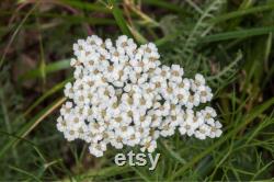 White Yarrow Heirloom Herb Seeds, 50 Count Organic White Yarrow Seeds, Medicinal Herb, Open Pollinated, Non-GMO (Achillea millefolium)