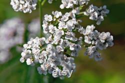 White Yarrow Heirloom Herb Seeds, 50 Count Organic White Yarrow Seeds, Medicinal Herb, Open Pollinated, Non-GMO (Achillea millefolium)