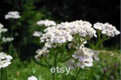 White Yarrow Heirloom Herb Seeds, 50 Count Organic White Yarrow Seeds, Medicinal Herb, Open Pollinated, Non-GMO (Achillea millefolium)