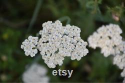 White Yarrow Heirloom Herb Seeds, 50 Count Organic White Yarrow Seeds, Medicinal Herb, Open Pollinated, Non-GMO (Achillea millefolium)