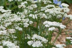 White Yarrow Heirloom Herb Seeds, 50 Count Organic White Yarrow Seeds, Medicinal Herb, Open Pollinated, Non-GMO (Achillea millefolium)