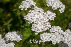 White Yarrow Heirloom Herb Seeds, 50 Count Organic White Yarrow Seeds, Medicinal Herb, Open Pollinated, Non-GMO (Achillea millefolium)