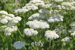 White Yarrow Heirloom Herb Seeds, 50 Count Organic White Yarrow Seeds, Medicinal Herb, Open Pollinated, Non-GMO (Achillea millefolium)