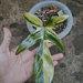 Wholesale Plants Florida Beauty Variegated Free Phytosanitari