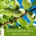Wild Almond Tree Organic Seeds, 10 Count Natural Wild Almond Tree Seed, For Oil And Edible, Non-gmo Heirloom, Open Pollinated