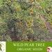 Wild Pear Tree Organic Seeds, 10 Count Wild Pear Tree Seed, Wild Pear Tree Plant For Pot And Garden, Non-gmo Heirloom, Open Pollination