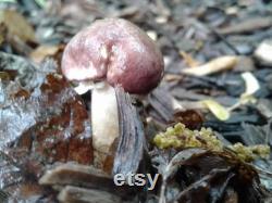 Wine cap stropharia (Stropharia rugosoannulata) 10ml liquid culture syringe