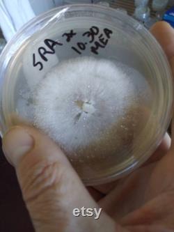 Wine cap stropharia (Stropharia rugosoannulata) 10ml liquid culture syringe