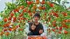 Wish I Knew This Method Of Growing Tomatoes Sooner Many Large And Succulent Fruits
