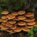 Woodtuft Mushroom Liquid Culture Kuehneromyces Mutabilis