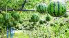 World S Most Expensive Watermelon Japanese Black Watermelon Cultivation Black Watermelon Farm