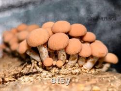 Wrinkled Peach Mushroom Liquid Culture Rhodotus palmatus