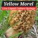 Yellow Morel (morchella Sceptrilformis) Mushroom Liquid Culture Mycelium Syringe, 10 Ml