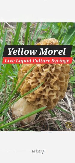 YELLOW MOREL (Morchella sceptrilformis) Mushroom Liquid Culture Mycelium Syringe, 10 ml