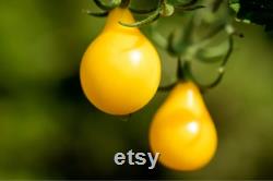 Yellow Bulb Mini Tomato Organic Seeds, 30 Count Yellow Tomato Seed, Cherry Tomato Plant Seeds for Garden and Pot, Non-GMO Heirloom