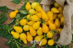 Yellow Bulb Mini Tomato Organic Seeds, 30 Count Yellow Tomato Seed, Cherry Tomato Plant Seeds for Garden and Pot, Non-GMO Heirloom