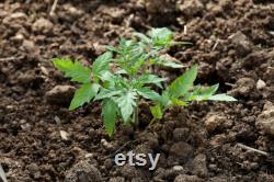 Yellow Bulb Mini Tomato Organic Seeds, 30 Count Yellow Tomato Seed, Cherry Tomato Plant Seeds for Garden and Pot, Non-GMO Heirloom