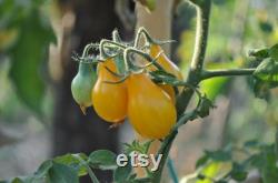 Yellow Bulb Mini Tomato Organic Seeds, 30 Count Yellow Tomato Seed, Cherry Tomato Plant Seeds for Garden and Pot, Non-GMO Heirloom