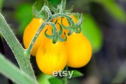 Yellow Bulb Mini Tomato Organic Seeds, 30 Count Yellow Tomato Seed, Cherry Tomato Plant Seeds for Garden and Pot, Non-GMO Heirloom