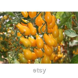 Yellow Bulb Mini Tomato Organic Seeds, 30 Count Yellow Tomato Seed, Cherry Tomato Plant Seeds for Garden and Pot, Non-GMO Heirloom