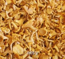 Yellow Chanterelle Mushroom Liquid Culture, Cantharellus cibarius