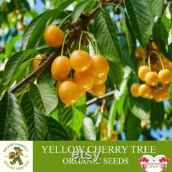 Yellow Cherry Tree Organic Seeds, 5 Count Yellow Cherry Tree Seed, Cherry Tree Plant Seeds for Garden and Pot, Non-GMO Heirloom