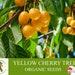Yellow Cherry Tree Organic Seeds, 5 Count Yellow Cherry Tree Seed, Cherry Tree Plant Seeds For Garden And Pot, Non-gmo Heirloom