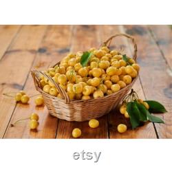 Yellow Cherry Tree Organic Seeds, 5 Count Yellow Cherry Tree Seed, Cherry Tree Plant Seeds for Garden and Pot, Non-GMO Heirloom