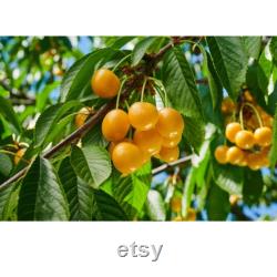 Yellow Cherry Tree Organic Seeds, 5 Count Yellow Cherry Tree Seed, Cherry Tree Plant Seeds for Garden and Pot, Non-GMO Heirloom