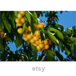 Yellow Cherry Tree Organic Seeds, 5 Count Yellow Cherry Tree Seed, Cherry Tree Plant Seeds for Garden and Pot, Non-GMO Heirloom