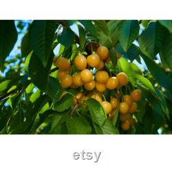 Yellow Cherry Tree Organic Seeds, 5 Count Yellow Cherry Tree Seed, Cherry Tree Plant Seeds for Garden and Pot, Non-GMO Heirloom