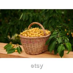 Yellow Cherry Tree Organic Seeds, 5 Count Yellow Cherry Tree Seed, Cherry Tree Plant Seeds for Garden and Pot, Non-GMO Heirloom