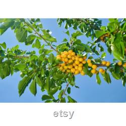 Yellow Cherry Tree Organic Seeds, 5 Count Yellow Cherry Tree Seed, Cherry Tree Plant Seeds for Garden and Pot, Non-GMO Heirloom