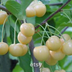 Yellow Cherry Tree Organic Seeds, 5 Count Yellow Cherry Tree Seed, Cherry Tree Plant Seeds for Garden and Pot, Non-GMO Heirloom