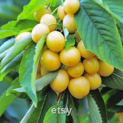 Yellow Cherry Tree Organic Seeds, 5 Count Yellow Cherry Tree Seed, Cherry Tree Plant Seeds for Garden and Pot, Non-GMO Heirloom