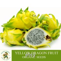 Yellow Dragon Fruit Organic Seeds, 20 Count Natural Pitaya Seed, For Pot and Garden, Non-GMO Heirloom, Open Pollinated