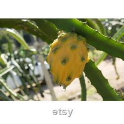 Yellow Dragon Fruit Organic Seeds, 20 Count Natural Pitaya Seed, For Pot and Garden, Non-GMO Heirloom, Open Pollinated