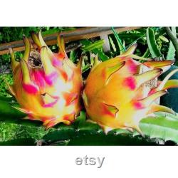 Yellow Dragon Fruit Organic Seeds, 20 Count Natural Pitaya Seed, For Pot and Garden, Non-GMO Heirloom, Open Pollinated