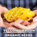 Yellow Dragon Fruit Organic Seeds, 20 Count, Yellow Dragon Fruit Tree Seed, Home Gardening, High Germination, For Garden And Pot, Non-gmo