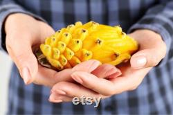 Yellow Dragon Fruit Organic Seeds, 20 Count, Yellow Dragon Fruit Tree Seed, Home Gardening, High Germination, for Garden and Pot, Non-GMO