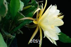 Yellow Dragon Fruit Organic Seeds, 20 Count, Yellow Dragon Fruit Tree Seed, Home Gardening, High Germination, for Garden and Pot, Non-GMO