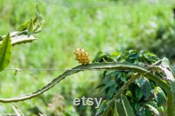 Yellow Dragon Fruit Organic Seeds, 20 Count, Yellow Dragon Fruit Tree Seed, Home Gardening, High Germination, for Garden and Pot, Non-GMO