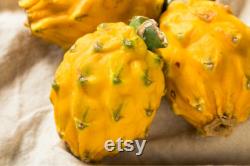 Yellow Dragon Fruit Organic Seeds, 20 Count, Yellow Dragon Fruit Tree Seed, Home Gardening, High Germination, for Garden and Pot, Non-GMO