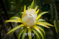 Yellow Dragon Fruit Organic Seeds, 20 Count, Yellow Dragon Fruit Tree Seed, Home Gardening, High Germination, for Garden and Pot, Non-GMO